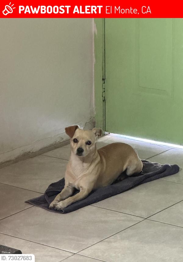Lost Male Dog last seen Superior Grocers on Garvey, El Monte, CA 91731