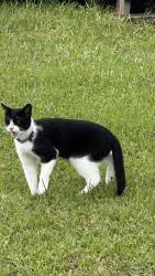 Found/Stray Unknown Cat last seen Wilkes drive, Longview Tx, Longview, TX 75605