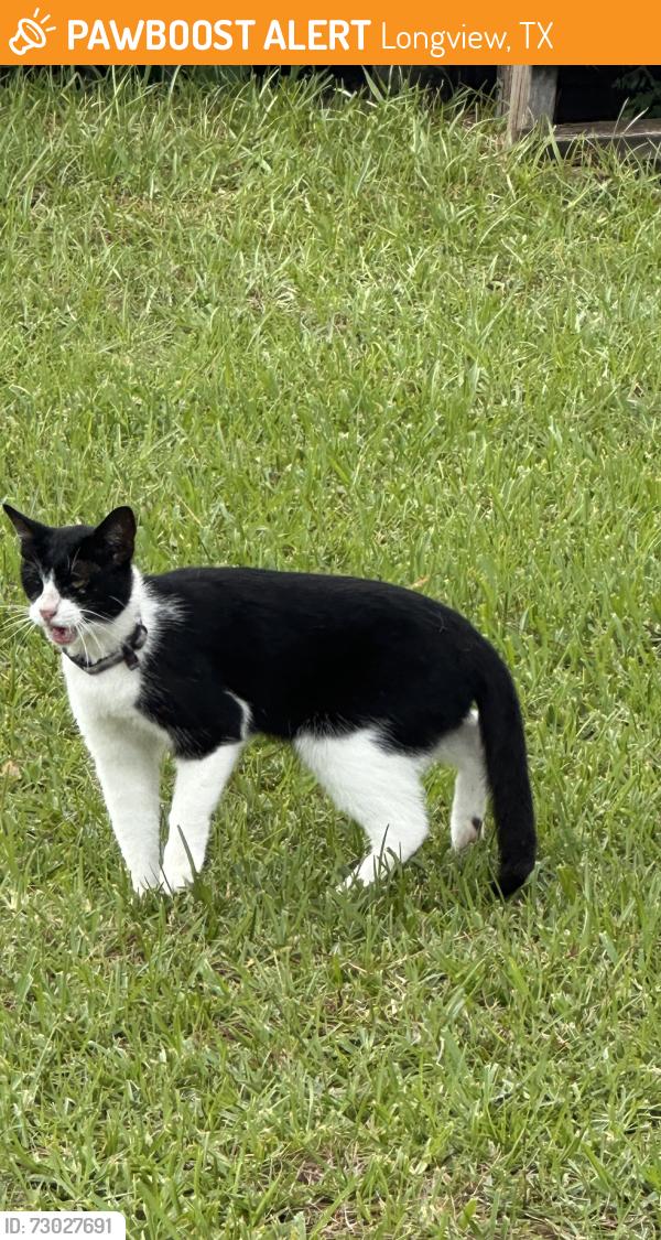 Found/Stray Unknown Cat last seen Wilkes drive, Longview Tx, Longview, TX 75605