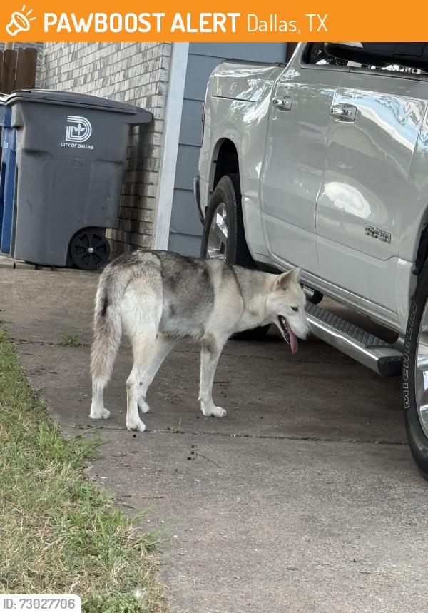 Found/Stray Unknown Dog last seen Culberson St, Dallas, TX 75227