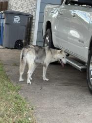 Found/Stray Unknown Dog last seen Culberson St, Dallas, TX 75227