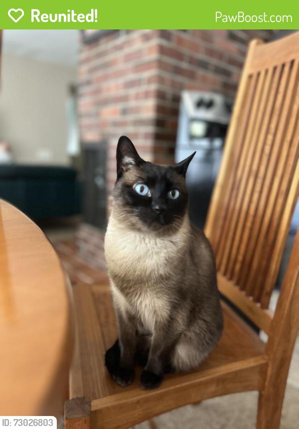 Reunited Male Cat last seen 65th, Seattle, WA 98115