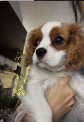 Lost Male Dog last seen Lewis braselton, Braselton, GA 30517