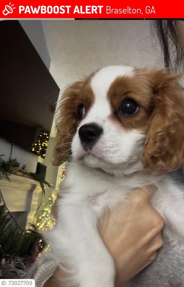 Lost Male Dog last seen Lewis braselton, Braselton, GA 30517