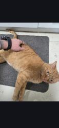 Lost Male Cat last seen Near Riverspray , Mississauga, ON L4Y 3M5