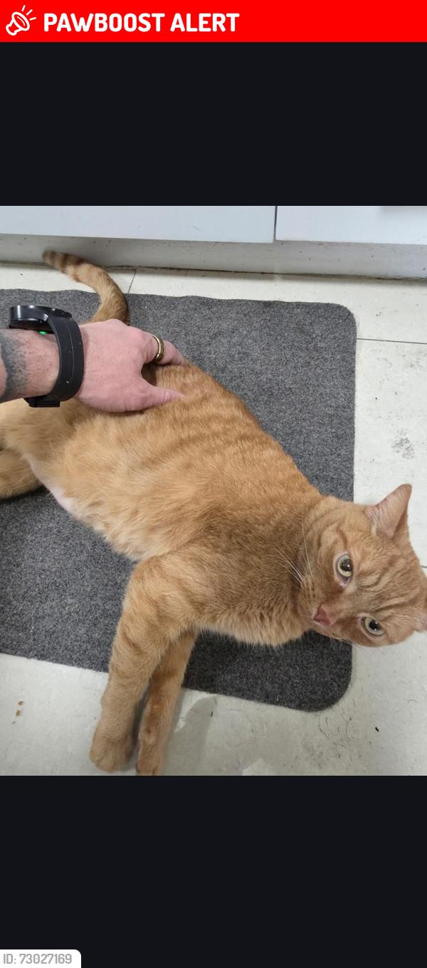 Lost Male Cat last seen Near Riverspray , Mississauga, ON L4Y 3M5
