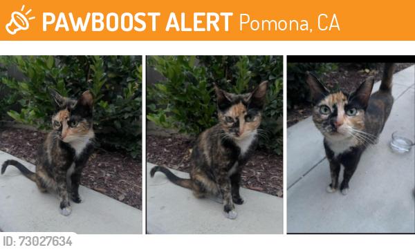 Found/Stray Female Cat last seen In the SaltyShakes parking lot, Pomona, CA 91768
