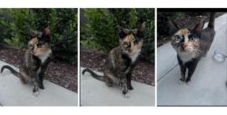 Found/Stray Female Cat last seen In the SaltyShakes parking lot, Pomona, CA 91768