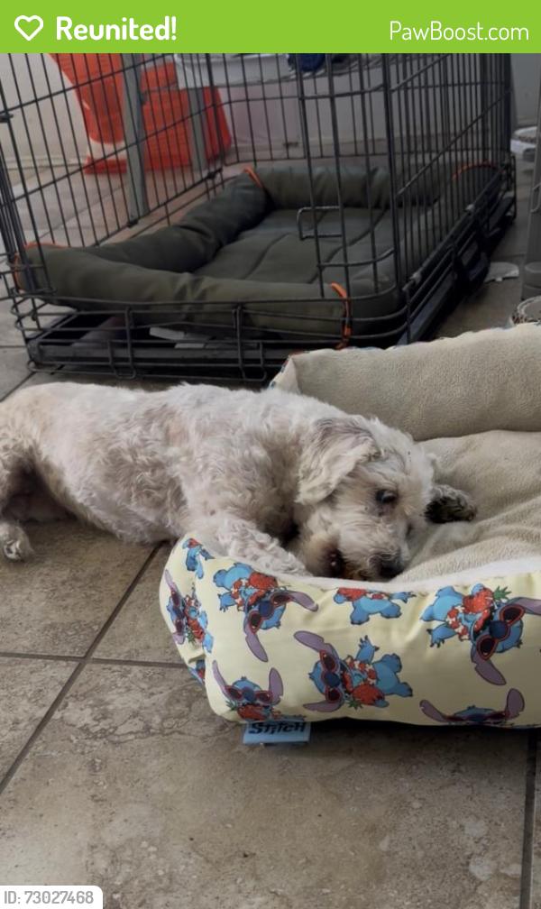 Reunited Female Dog last seen West Covina on Durness & Conlon, West Covina, CA 91790