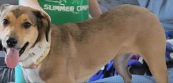 Lost Female Dog last seen Near Lancaster Ring rd, Fredericksburg, VA 22408