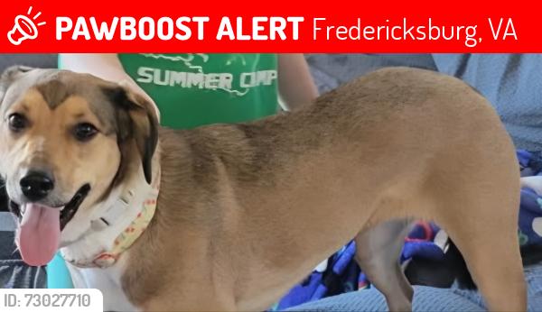 Lost Female Dog last seen Near Lancaster Ring rd, Fredericksburg, VA 22408