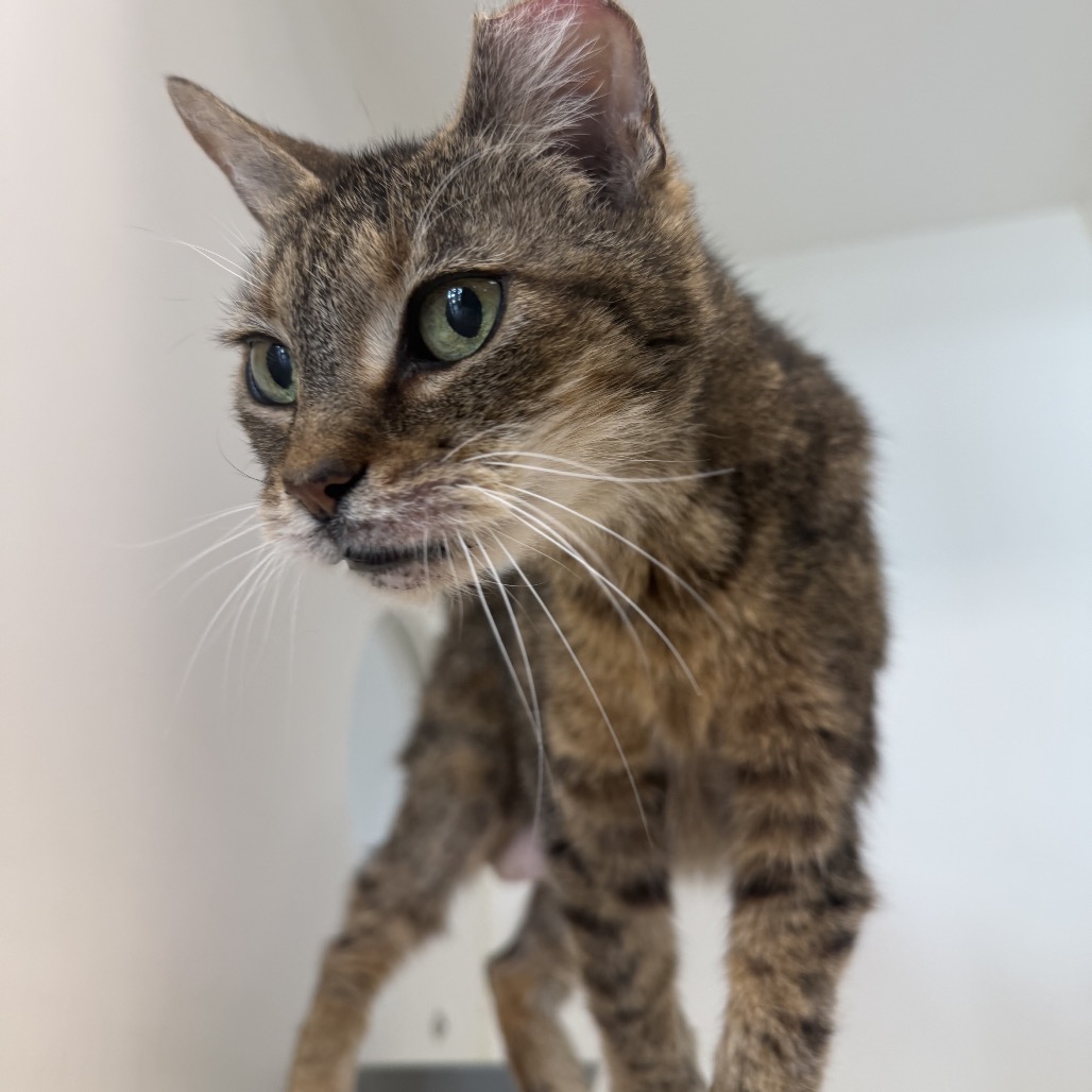 Shelter Stray Female Cat last seen , 1109 Moore Ave, Portland, TX 78374, USA