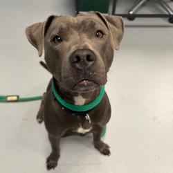 Shelter Stray Female Dog last seen , Animal Care & Control Team of Philly, 111 W Hunting Park Ave, Philadelphia, PA 19140, USA