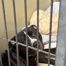 Shelter Stray Male Dog last seen , Animal Care & Control Team of Philly, 111 W Hunting Park Ave, Philadelphia, PA 19140, USA