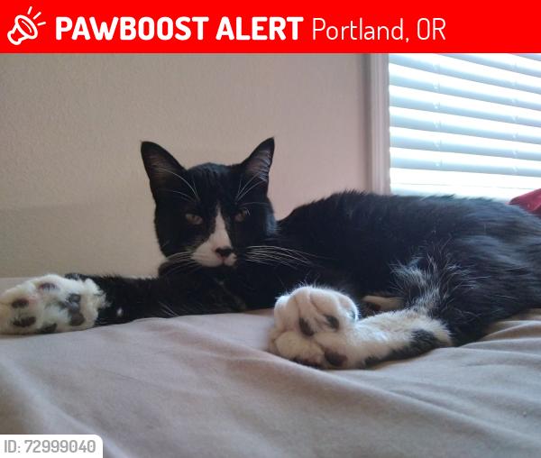 Lost Male Cat last seen NE Levee Rd and Fairway Dr, Portland, OR 97211