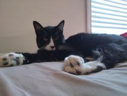 Lost Male Cat last seen NE Levee Rd and Fairway Dr, Portland, OR 97211