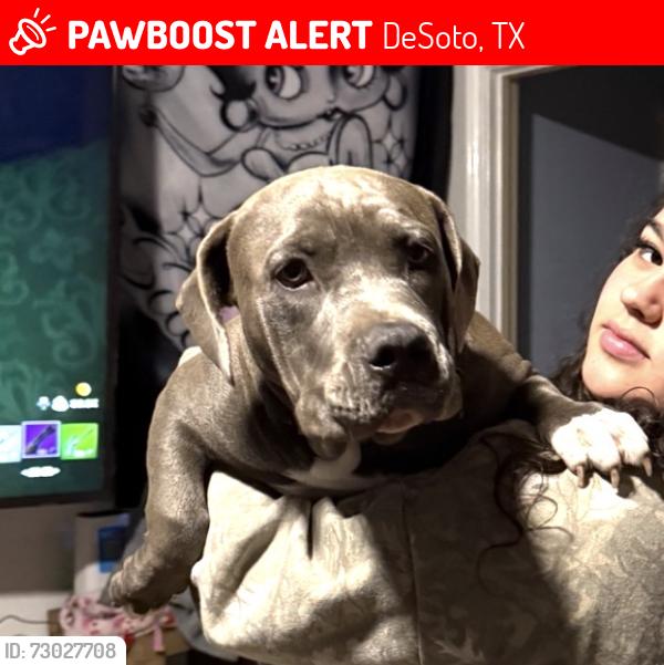 Lost Female Dog last seen Pleasant run and Polk by the Brahms , DeSoto, TX 75115