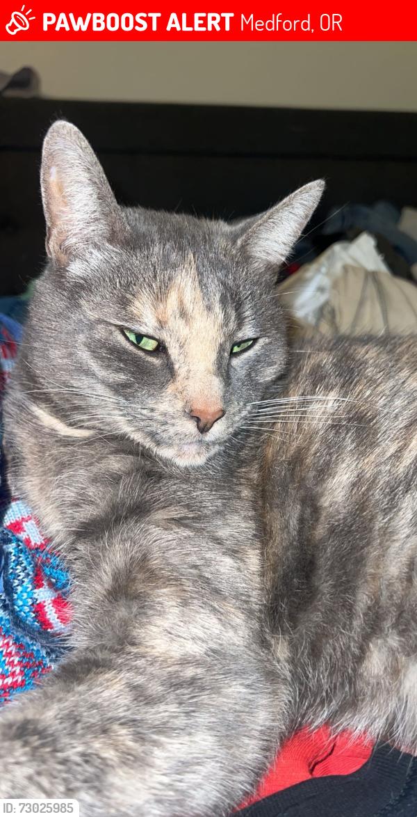 Lost Female Cat last seen DeBarr Ave, Medford, OR 97501