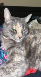 Lost Female Cat last seen DeBarr Ave, Medford, OR 97501