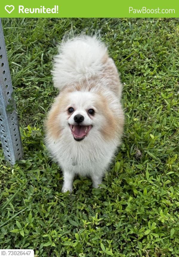 Reunited Male Dog last seen Marathon Gas Station on S Dixie & 6th Ave Lake worth, Lake Worth Beach, FL 33460