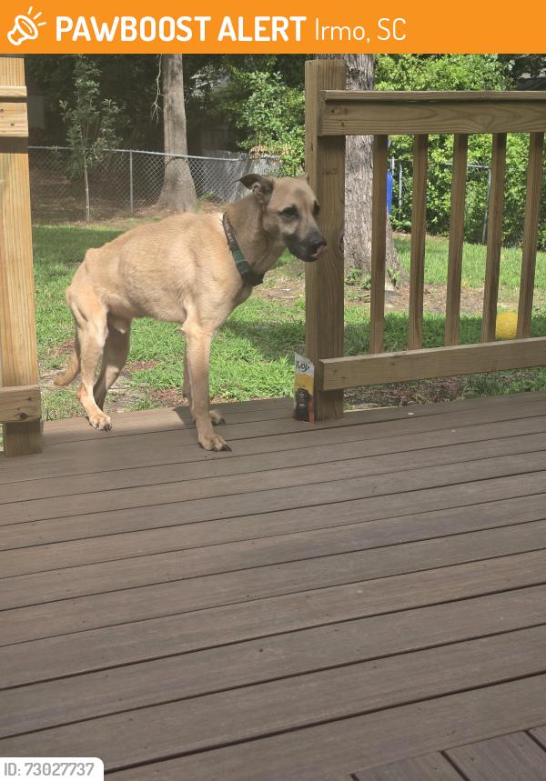 Found/Stray Male Dog last seen Friarsfate blvd, Irmo, SC 29063