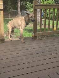 Found/Stray Male Dog last seen Friarsfate blvd, Irmo, SC 29063