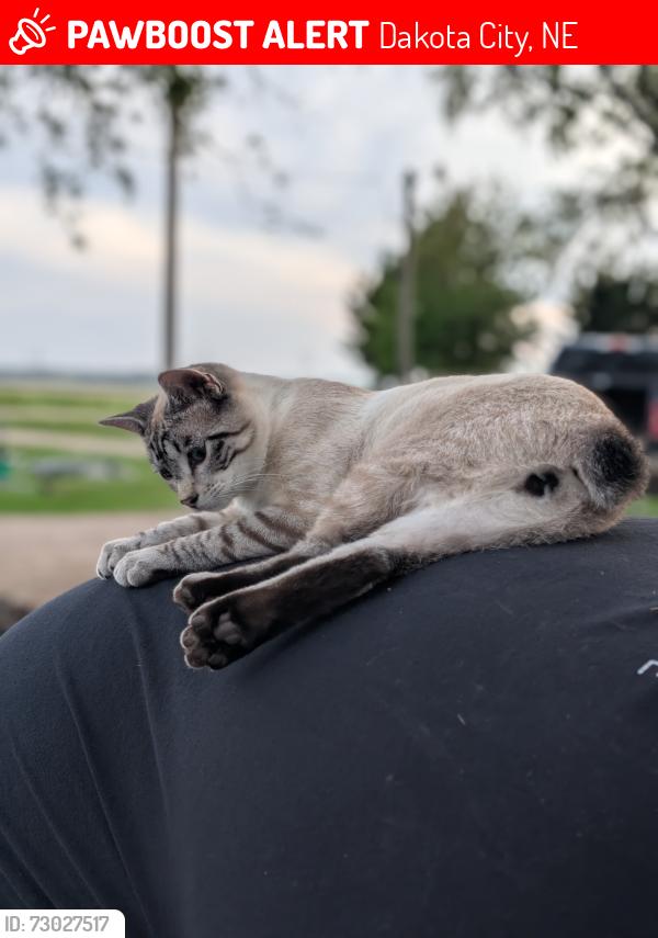 Lost Male Cat last seen Approximately 3 miles west of Dakota City NE, Dakota City, NE 68731