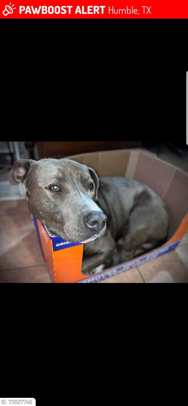 Lost Male Dog last seen Old humble and Aldine bender, Humble, TX 77396
