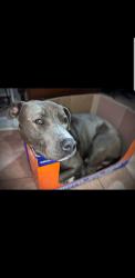 Lost Male Dog last seen Old humble and Aldine bender, Humble, TX 77396
