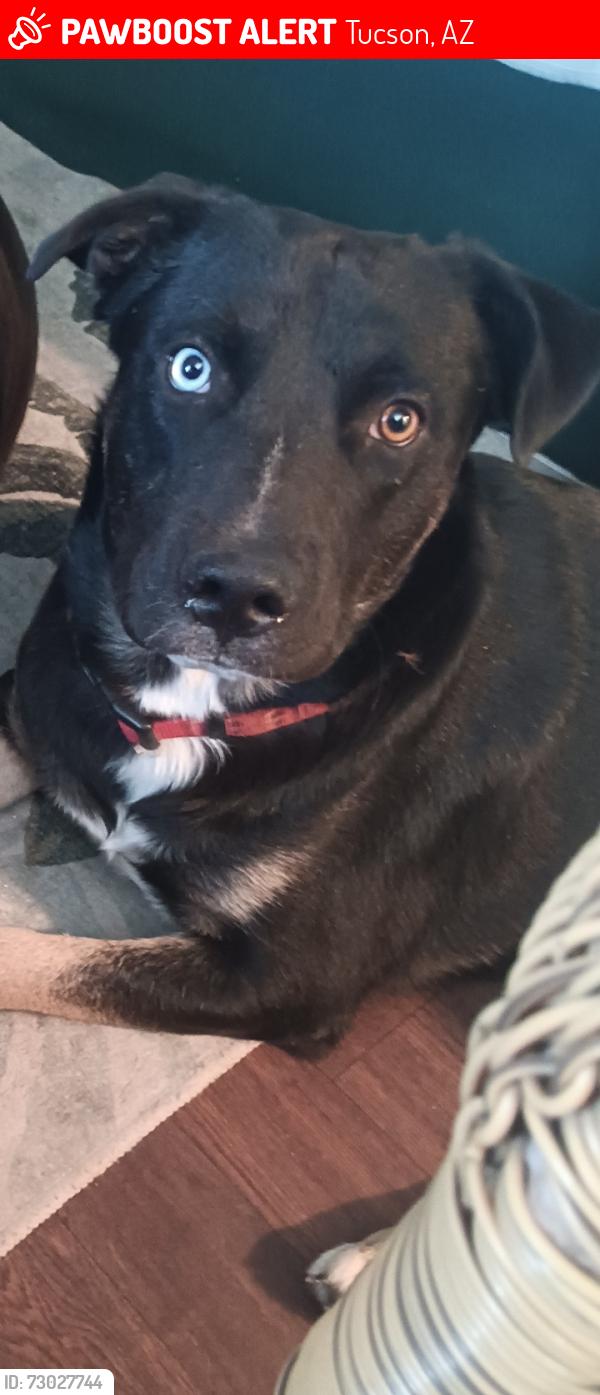 Lost Male Dog last seen Palmyra shannon, Tucson, AZ 85705