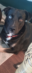 Lost Male Dog last seen Palmyra shannon, Tucson, AZ 85705