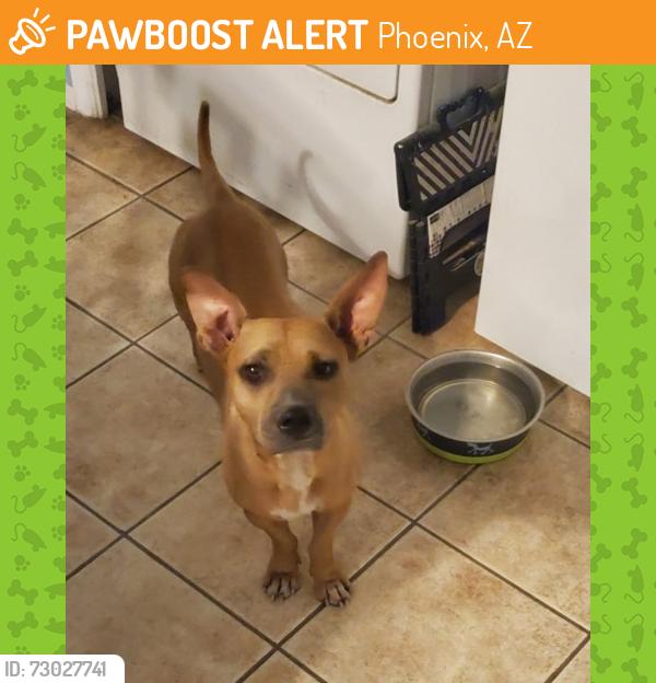 Found/Stray Male Dog last seen Near East Washington St. (EOS Downtown Phoenix), Phoenix, AZ 85004