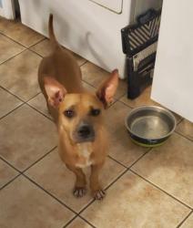 Found/Stray Male Dog last seen Near East Washington St. (EOS Downtown Phoenix), Phoenix, AZ 85004