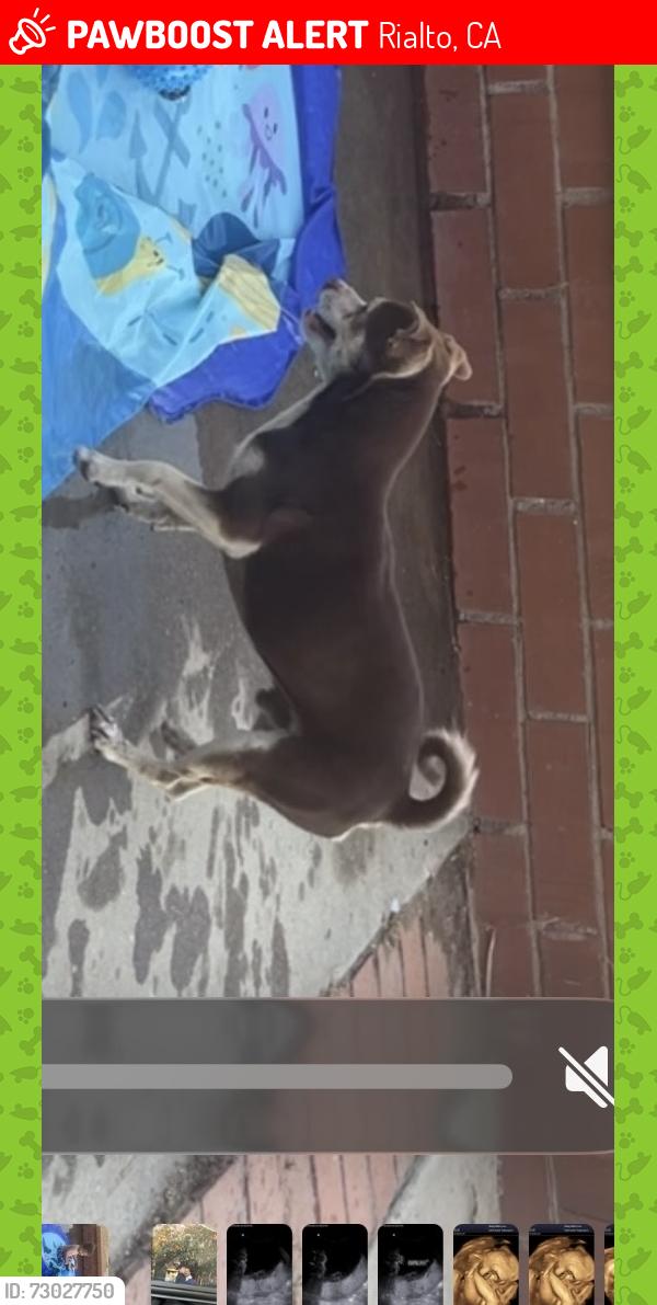 Lost Male Dog last seen Etiwanda , Rialto, CA 92376