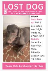 Lost Male Dog last seen Bridges dr , High Point, NC 27262