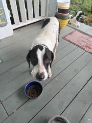 Found/Stray Female Dog last seen Near Dixon St, Cleburne, TX 76033