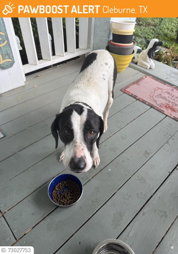 Found/Stray Female Dog last seen Near Dixon St, Cleburne, TX 76033