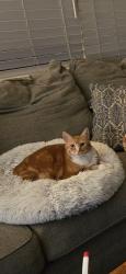 Reunited Female Cat last seen Aqueduct and Lowell. (Belleview and Federal), Littleton, CO 80123