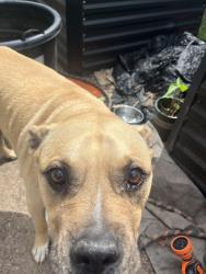 Found/Stray Male Dog last seen 81st and yale, Tulsa, OK 74137