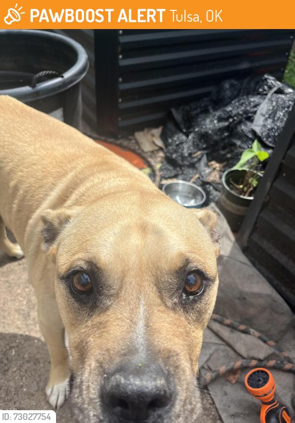 Found/Stray Male Dog last seen 81st and yale, Tulsa, OK 74137