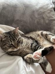 Lost Male Cat last seen N Washington St by ACME tools, Grand Forks, ND 58203