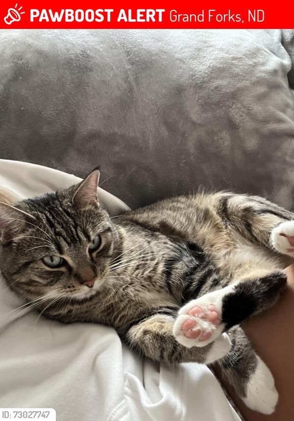 Lost Male Cat last seen N Washington St by ACME tools, Grand Forks, ND 58203