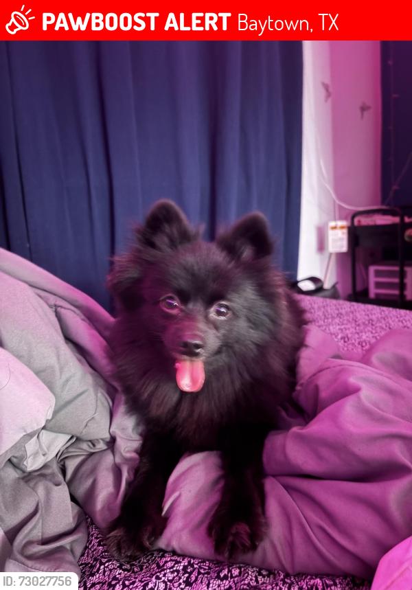 Lost Female Dog last seen Lantern lane, Baytown, TX 77521