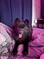Lost Female Dog last seen Lantern lane, Baytown, TX 77521