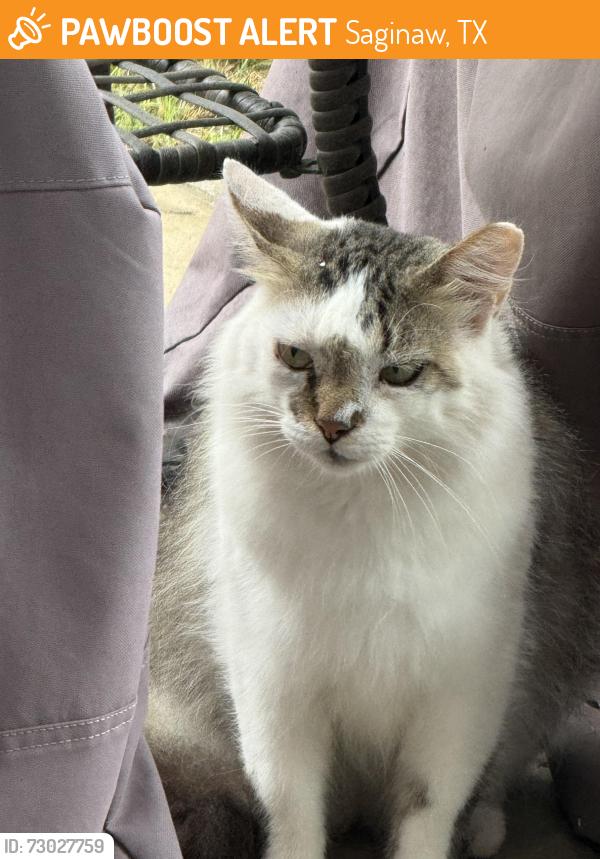 Found/Stray Unknown Cat last seen Westgrove & Westcliff SaginawTX, Saginaw, TX 76179