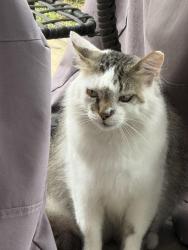 Found/Stray Unknown Cat last seen Westgrove & Westcliff SaginawTX, Saginaw, TX 76179