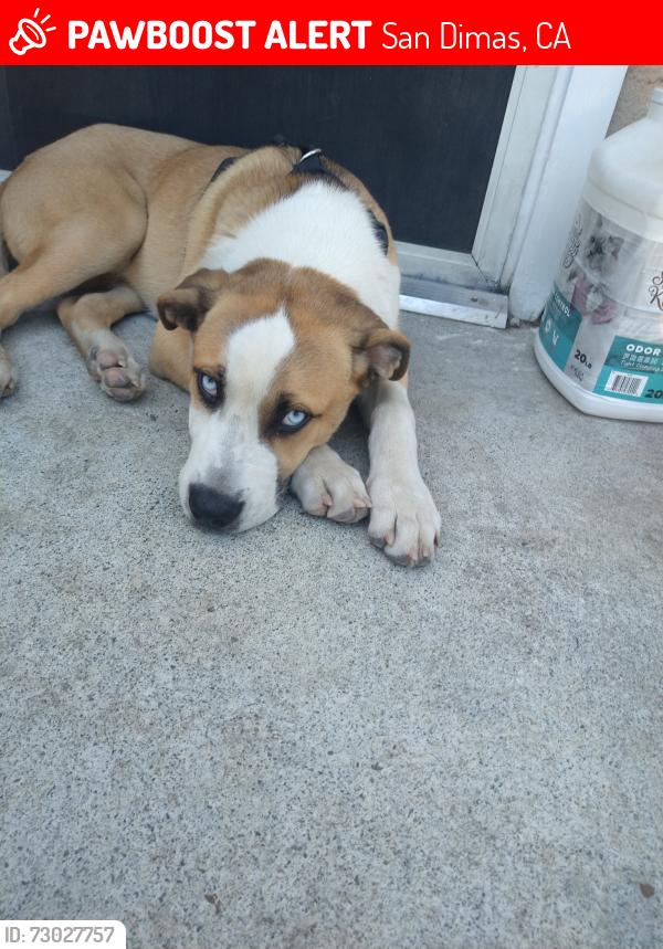 Lost Male Dog last seen San dimas , San Dimas, CA 91773