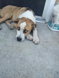 Lost Male Dog last seen San dimas , San Dimas, CA 91773