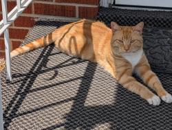 Lost Male Cat last seen 25th and Lynhurst, Indianapolis, IN 46224