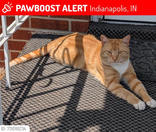 Lost Male Cat last seen 25th and Lynhurst, Indianapolis, IN 46224